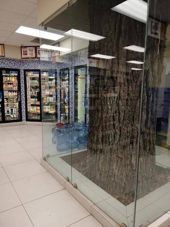 El árbol se encuentra dentro de un cubículo de cristal